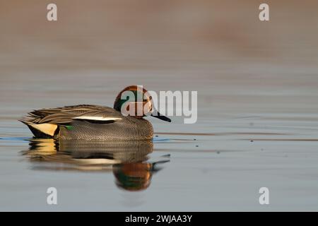 Oiseau, canard Anas crecca sarcelle commune, Pologne mâle Europe Banque D'Images