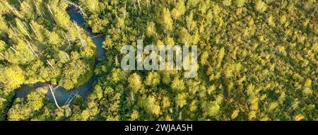 Vue aérienne depuis le drone de jeunes arbres en croissance sur le site du feu de forêt. Récupération de l'environnement après sinistre. Petite rivière avec vue sur les oiseaux. Env Banque D'Images