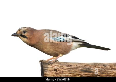 Oiseau Eurasien Jay Garrulus glandarius assis sur le tronc, oiseau isolé sur fond blanc, Pologne, Europe Banque D'Images