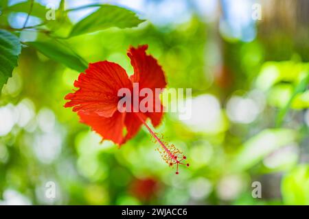 Grande fleur rouge vif d'hibiscus chinois. Hibiscus rosa-sinensis sur fond de flou de verdure de jardin. Exotiques tropicales panoramique botanique florale Banque D'Images