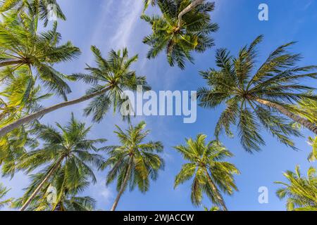 Palmiers verts contre ciel bleu ensoleillé et nuages blancs. Forêt tropicale de jungle avec ciel bleu vif, bannière nature. Paysage naturel idyllique Banque D'Images