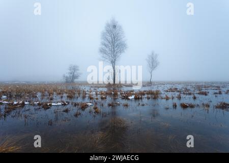 Arbres dans le marais un jour brumeux, jour de février Banque D'Images