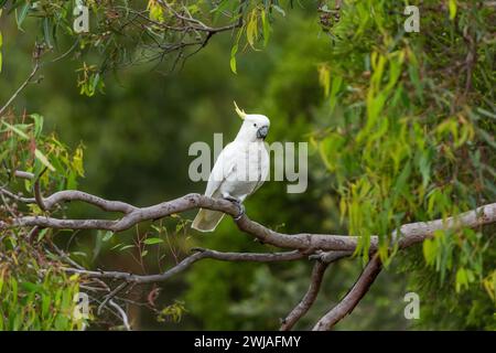 Perroquet cockatoo assis sur une branche d'arbre vert en Australie. Cacatua galerita à crête soufrée. Grand cockatoo blanc et jaune avec backgro vert nature Banque D'Images