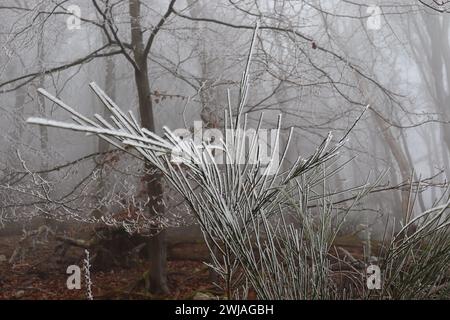 Rauhreif und Nebel im Wald Banque D'Images