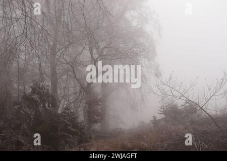 Rauhreif und Nebel im Wald Banque D'Images