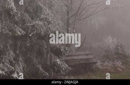 Rauhreif und Nebel im Wald Banque D'Images