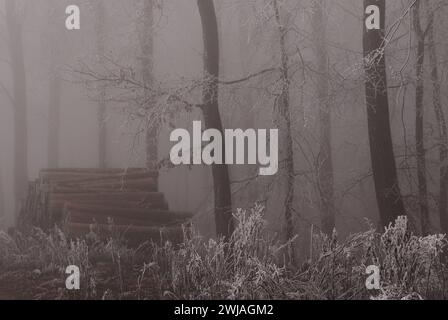 Rauhreif und Nebel im Wald Banque D'Images