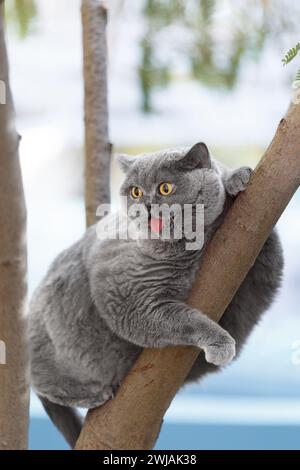 Un gros chat britannique drôle est assis sur un arbre et crie de peur avec sa bouche ouverte. Animaux de compagnie marchant à l'extérieur. Un chat écossais grimpa sur une branche d'arbre. Banque D'Images