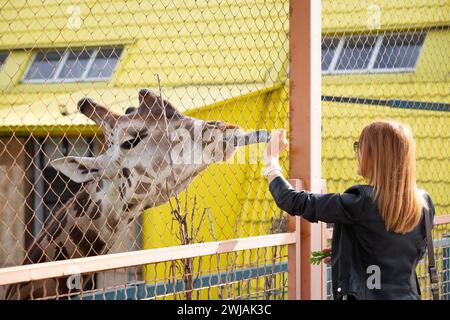 Une girafe au zoo tend la main avec sa langue vers une feuille verte. Une fille nourrit une girafe au zoo. Banque D'Images