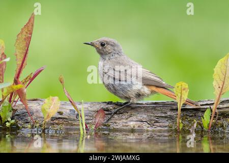 Oiseau femelle ou jeune Noir Redstart Phoenicurus ochruros petit oiseau sur fond vert Banque D'Images