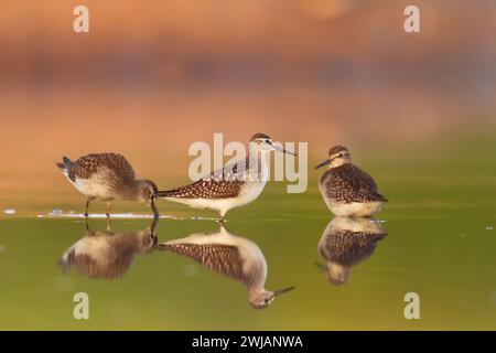 Oiseaux de rivage - bois Sandpiper Tringa glareola, faune Pologne Europe Banque D'Images