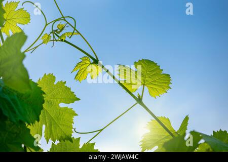 Les jeunes feuilles de raisin vert poussant au vignoble illuminé par les rayons du soleil. Ciel bleu en été, faible profondeur de champ avec focus sur la feuille. Banque D'Images