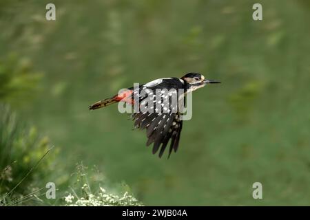 Pic-bois volant de près en été, Royaume-Uni Banque D'Images