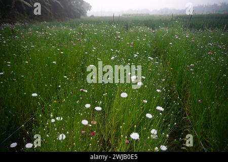 Jardin de fleurs d'aster multicolore de khirai, bengale occidental, Inde en pleine floraison. Énorme culture de fleurs à exporter dans les pays étrangers. Banque D'Images