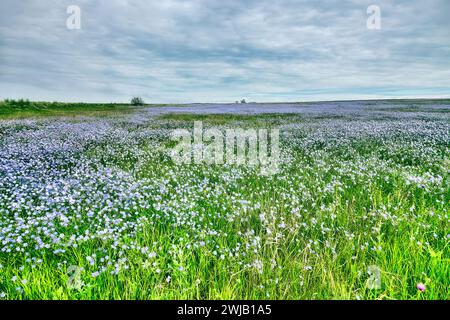 Dépôt de steppe. Restauration écologique, succession secondaire. L'émergence de champs de lin sauvage (Linum usitatissimum). Magnifique bleuissement. Mer Noire r Banque D'Images