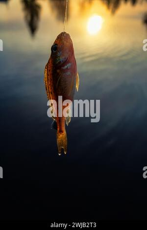 Roach. Jeu de pêche sur la rivière le soir. Morsure du soir de léger rig, mise en place de la ligne de fond. Deux ou trois poissons sont parfois pêchés Banque D'Images