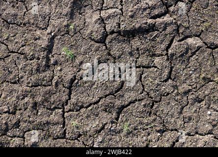 Herbe verte poussant à partir d'un sol sec fissuré. Banque D'Images