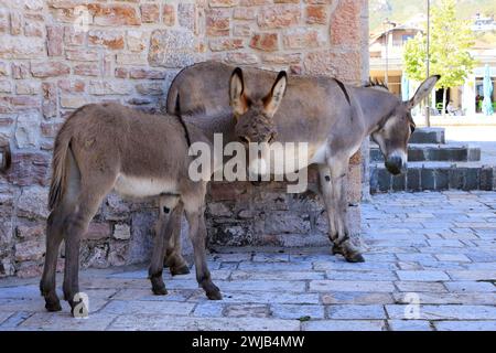 Ânes dans une église de Pustec, parc national de Prespa en Albanie Banque D'Images