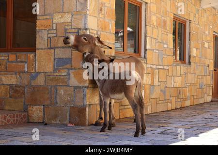 Ânes dans une église de Pustec, parc national de Prespa en Albanie Banque D'Images