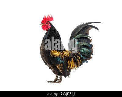 coq noir - orange isolé sur fond blanc Banque D'Images