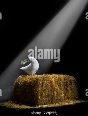 pigeon avec branche d'olivier sur une botte de foin Banque D'Images