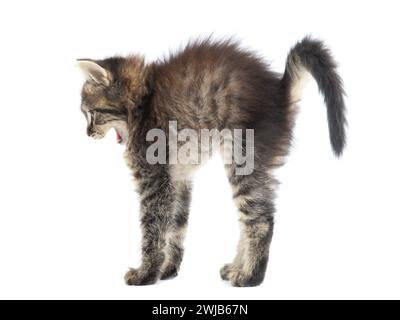chaton effrayé debout sur un fond blanc Banque D'Images