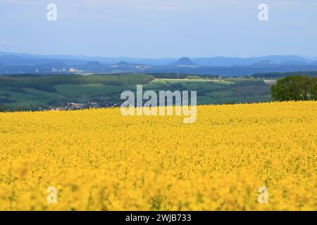 Un paysage printanier avec un champ de colza jaune en Saxe, Allemagne Banque D'Images