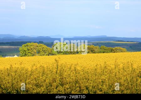 Un paysage printanier avec un champ de colza jaune en Saxe, Allemagne Banque D'Images