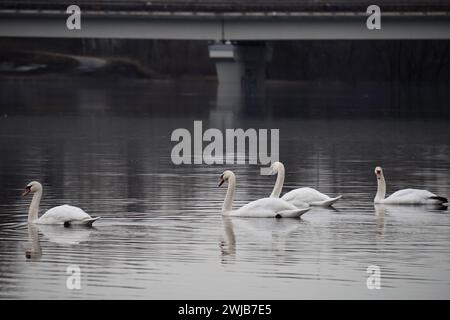 Non exclusif : KIEV, UKRAINE - 13 FÉVRIER 2024 - des cygnes sont photographiés sur le canal Rusanivka, Kiev, capitale de l'Ukraine. Banque D'Images
