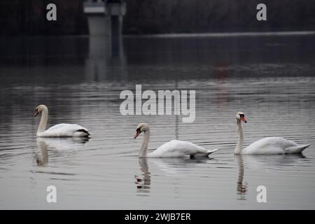 Non exclusif : KIEV, UKRAINE - 13 FÉVRIER 2024 - des cygnes sont photographiés sur le canal Rusanivka, Kiev, capitale de l'Ukraine. Banque D'Images