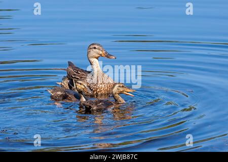 Dans l'eau bleue d'un lac paisible, une mère colvert nage avec ses deux canetons. Banque D'Images