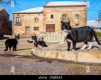 Gang de chats noirs dans une place principale d'un village rural. Banque D'Images