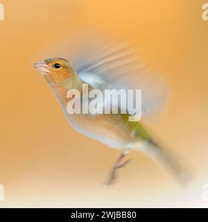 Longue exposition, panoramique, d'un Chaffinch commun / Buchfink volant (Fringilla coelebs) flottant avec ses ailes. Banque D'Images