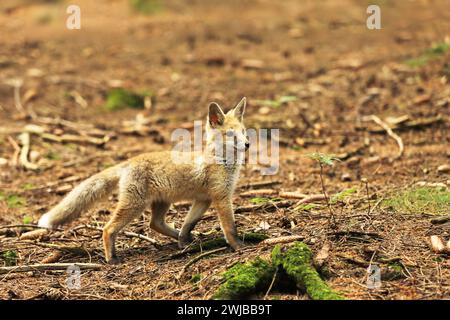 Petit renard rouge vixen dans la forêt - Vulpes vulpes Banque D'Images