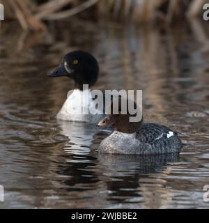 Le garrot d'Islande / Spatelenten ( Bucephala islandica ) en hiver, avec de jeunes femmes adultes, natation sur une rivière, région de Yellowstone, Montana, USA. Banque D'Images