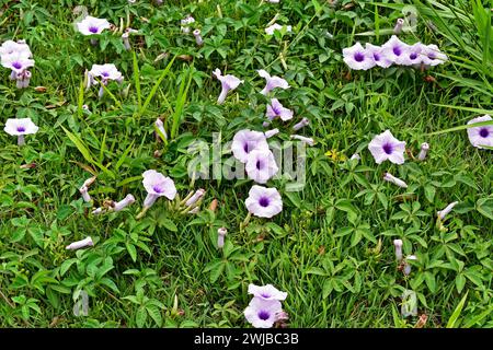 Fleurs de vigne (Ipomoea cairica) Banque D'Images