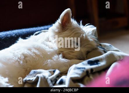 Un terrier blanc des Highlands de l'Ouest (westie) endormi dans son lit Banque D'Images