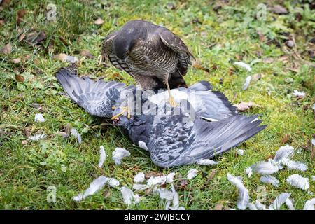 Oiseau de proie eurasien Sparrowhawk se nourrissant de pigeons capturés dans un jardin britannique urbain Banque D'Images