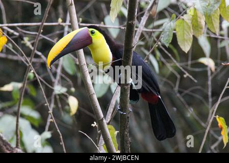 Toucan mandibule de châtaignier perché sur la branche, Manuel Antonio, Costa Rica Banque D'Images
