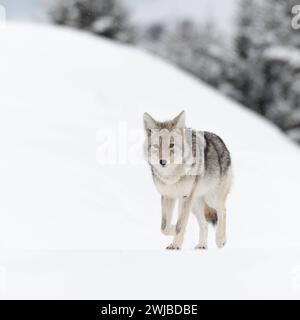 Kojote Canis latrans im Winter, läuft über auf gefrorenen Schnee, leichter Schneefall, in schöner schneebedeckter typischer Umgebung, Yellowstone NP, Wyoming, États-Unis. *** Coyote Canis latrans , en hiver, marcher sur la neige gelée, les chutes de neige légères, regarder, dans la belle neige couverte environnante, Yellowstone NP, Wyoming, USA. Wyoming Nordamerika, Vereinigte Staaten von Amerika Banque D'Images