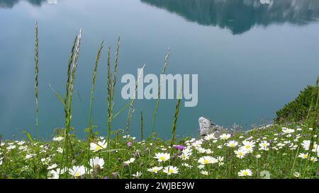 Vue sur un haut lac alpin avec des fleurs sur le rivage Banque D'Images