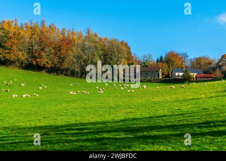 Exmoor National Park, Dulverton, Somerset, Angleterre, Royaume-Uni, Europe Banque D'Images