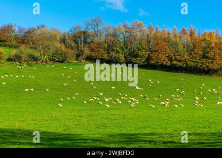 Exmoor National Park, Dulverton, Somerset, Angleterre, Royaume-Uni, Europe Banque D'Images