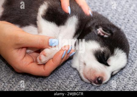 Chiot dormant paisiblement sur une couverture douce Banque D'Images