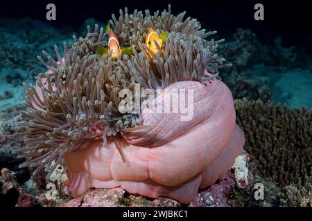 Deux poissons clowns cachés dans les frons d'une grande anémone et regardant vers le photographe Banque D'Images