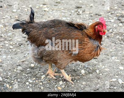 Poulet, Haushuhn, coq domestique, Gallus gallus domesticus, házi tyúk, Banque D'Images
