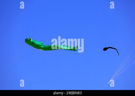 Cerf-volant grenouille et têtard volant dans un ciel bleu, plage publique El Cotillo , Fuerteventura prise novembre 2023 Banque D'Images