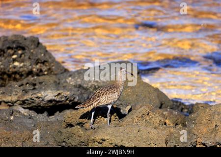 Curlew commun parmi les roches. Courlis eurasien (numenius arquata) Fuerteventura pris en novembre 2023 Banque D'Images