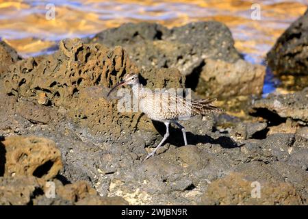 Curlew commun parmi les roches. Courlis eurasien (numenius arquata) Fuerteventura pris en novembre 2023 Banque D'Images