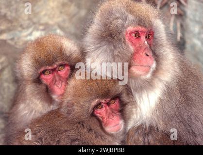 Macaque japonais Macaca fuscata ou singe des neiges adulte et deux jeunes se blottissent ensemble pour se réchauffer Banque D'Images